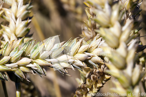 Image of Wheat growing on a farm