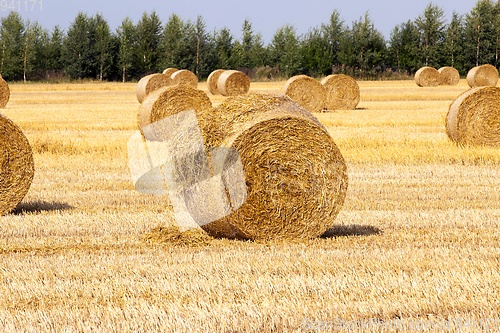 Image of golden straw bale