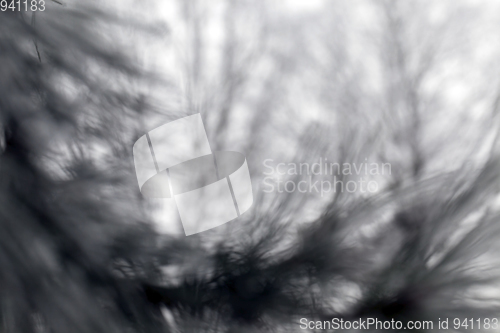 Image of Photographed winter forest