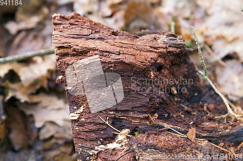 Image of tree trunk