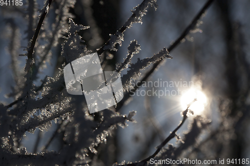 Image of Hoarfrost on the branches of a tree