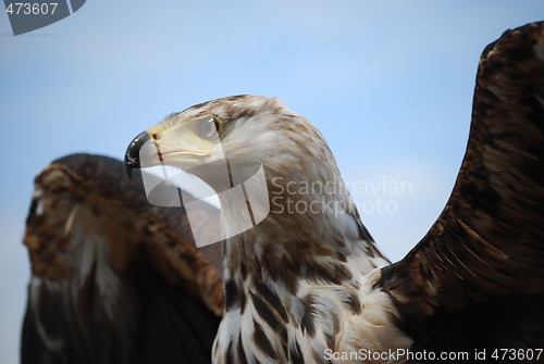 Image of eagle