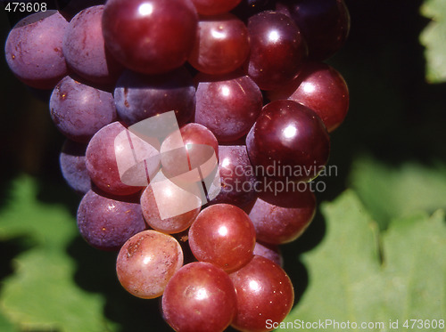 Image of grapes