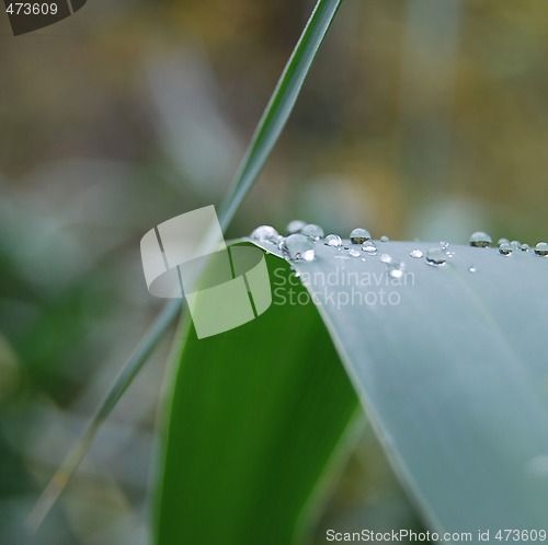 Image of dew drop