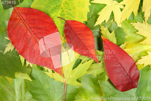 Image of Autumn leaves design