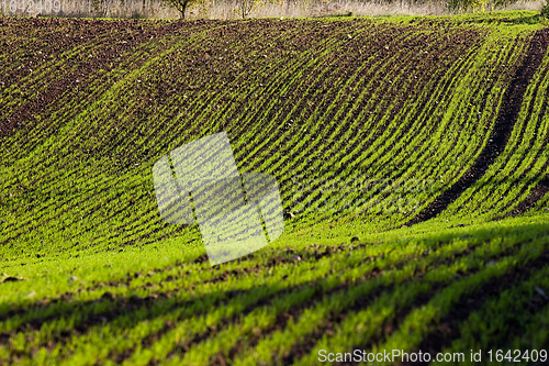 Image of Winter crop field