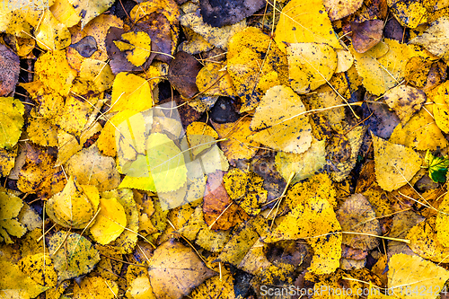 Image of Autumn leaves background