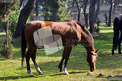 Image of Young horse