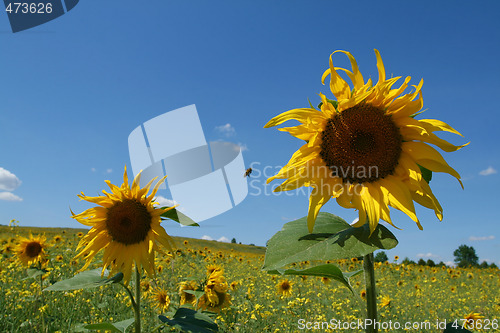 Image of Sunflowers