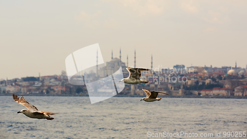 Image of Seagulls flying in a sky with a mosque at the background
