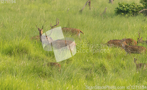 Image of Sika or spotted deers herd in the elephant grass