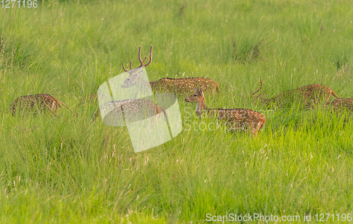 Image of Sika or spotted deers herd in the elephant grass