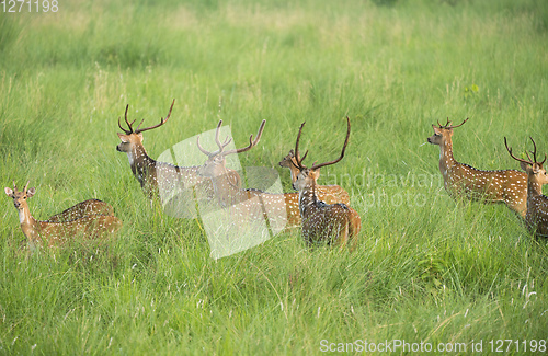 Image of Sika or spotted deers herd in the elephant grass