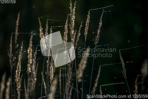 Image of Grass on dark river background.