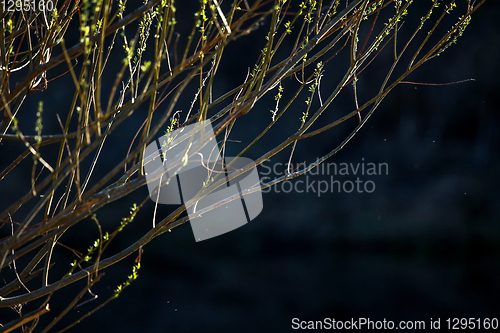 Image of Bush on dark river background.