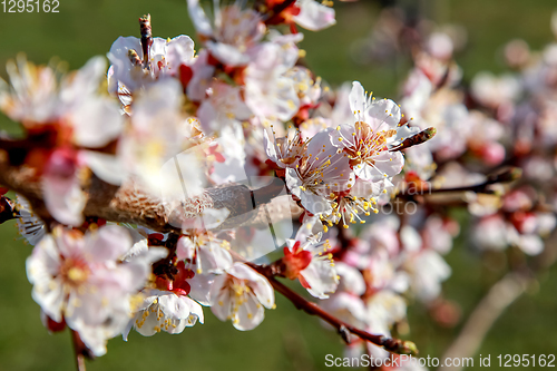 Image of Apricot tree flowers in spring season.