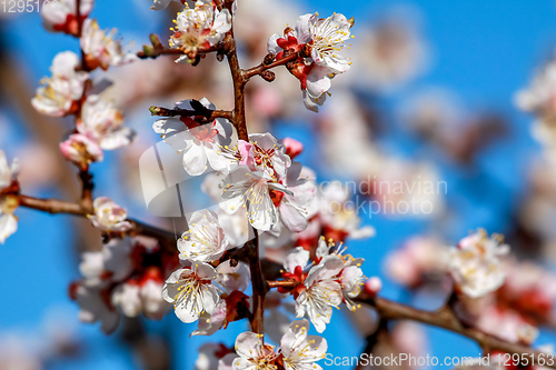 Image of Apricot tree flowers in spring season.