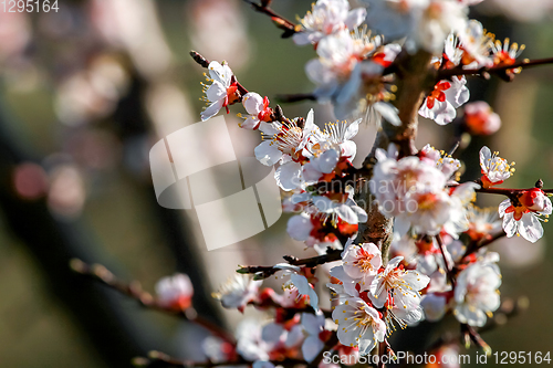 Image of Apricot tree flowers in spring season.