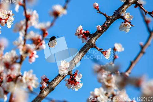 Image of Apricot tree flowers in spring season.