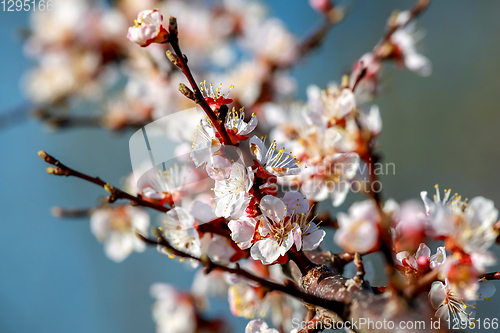 Image of Apricot tree flowers in spring season.