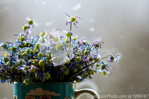 Image of Withered anemones on gray background.