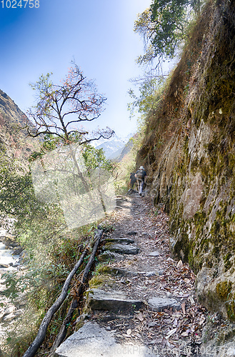 Image of Nepal trekking in Langtang valley