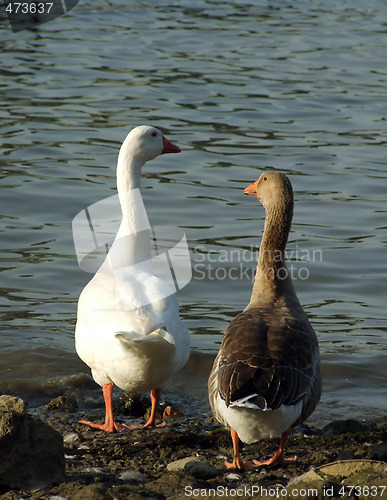 Image of Geese Couple