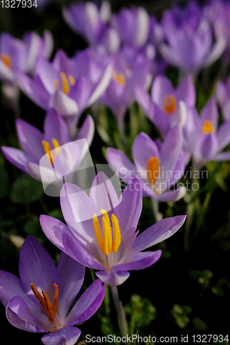 Image of Crocus flower with purple petals in detail among many crocuses