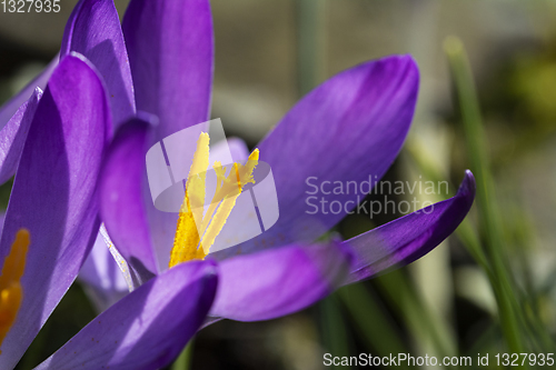 Image of Pollen-laden orange stamen of a crocus flower 