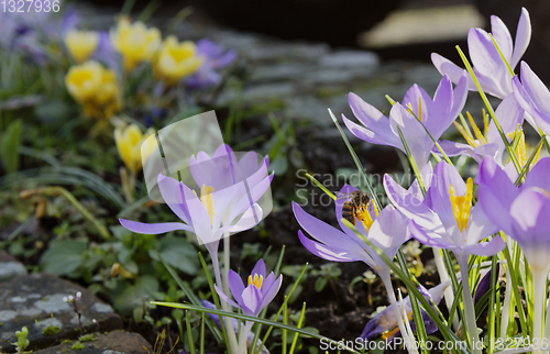 Image of Honeybee gathers pollen from pale purple crocuses