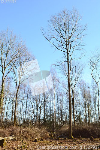 Image of Tall, bare-branched trees in a coppiced clearing