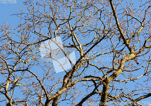 Image of Great spotted woodpecker high among bare oak tree branches