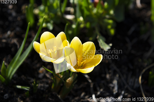 Image of Two small yellow crocuses caught in sunlight