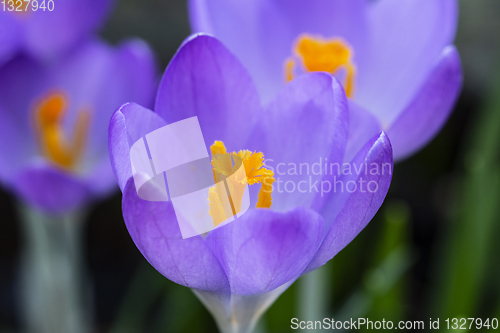 Image of Deep orange stamen in centre of a purple crocus