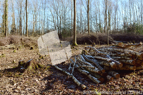 Image of Coppiced clearing in woodland with piles of logs and branches