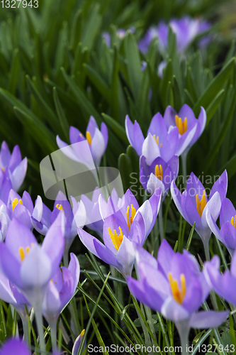 Image of Purple crocuses open against deep green foliage