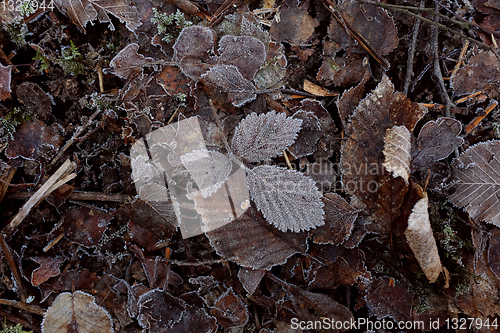 Image of Ash leaves covered in frost on a bed of frozen dead leaves