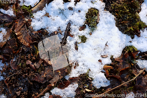 Image of Melting snow and ice on a woodland floor