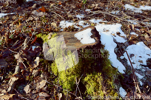 Image of Tree stump in sunlight, with moss and melting snow