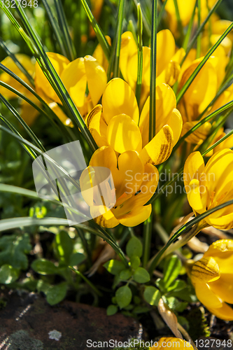 Image of Yellow crocuses glowing in spring sunshine