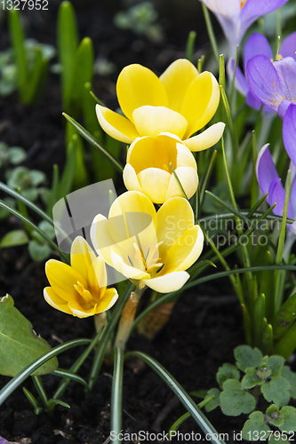 Image of Delicate yellow crocuses blooming in a flower bed