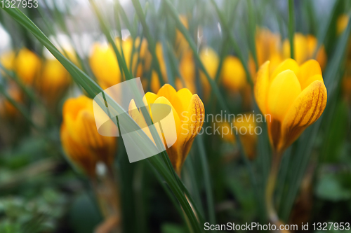 Image of Low profile of yellow crocus flowers