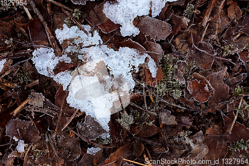 Image of Patch of crystalline frosty ice among frost-bitten dead leaves
