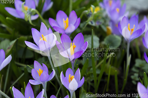 Image of Purple crocuses with orange pollen-laden stamen 