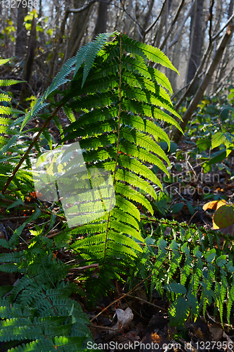 Image of Bracken fern leaf, backlit by the sun in woodland