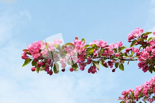 Image of Branch of pink blossom flowers against a springtime blue sky