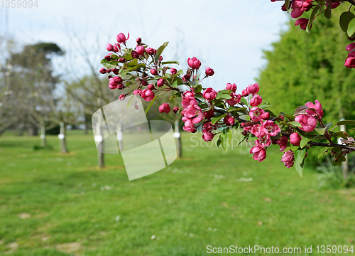 Image of Malus crab apple blossom flowers in a small orchard