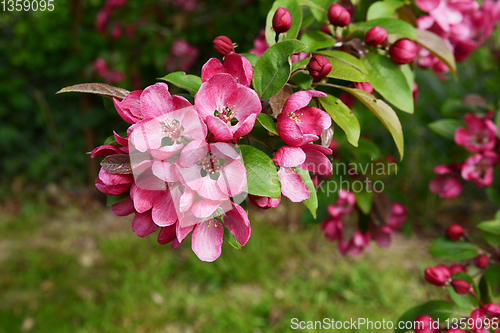 Image of Beautiful deep pink blossom and fresh green leaves on a malus