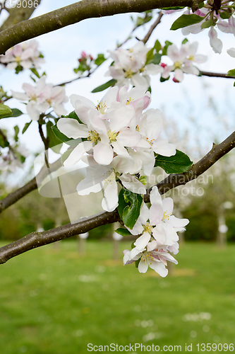 Image of Cluster of white springtime blossom on an apple tree