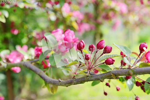 Image of Spray of pink blossom buds on a crab apple tree